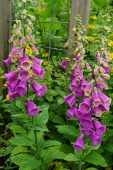 Digitalis purpurea