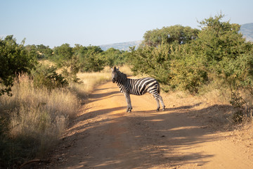 zebra in africa