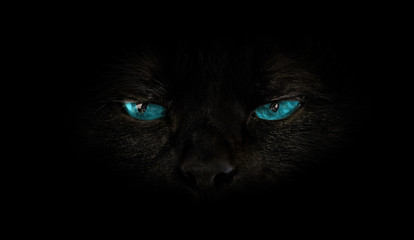 close up of black cat with blue eyes on black background. Horror atmospheres and halloween concept....