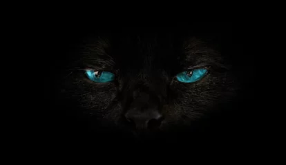 Fototapeten Nahaufnahme der schwarzen Katze mit blauen Augen auf schwarzem Hintergrund. Horroratmosphären und Halloween-Konzept. Schauen Sie Panther und Hexenaugen. Pech und Aberglaube-Konzept. © bennymarty