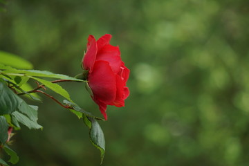 Obraz premium red rose flower plant in the garden, red flower in the nature