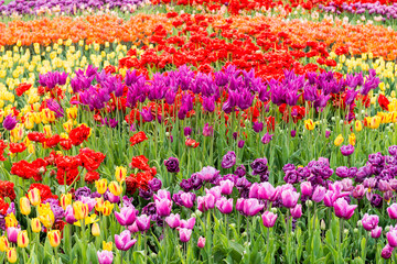 Summer field of tulips of different grades