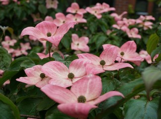 Cornus florida, Pink Dogwood