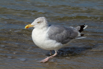 Silbermöwe (Larus argentatus)