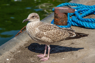 Silbermöwe an Haifenkai