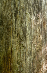 Dark wood texture background surface with old natural pattern.