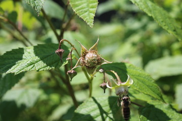 The bee pollinates the flower