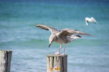 Silbermöwe landet auf Buhne (Ostsee)