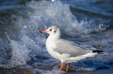 Lachmöwe (Chroicocephalus ridibundus) vor Welle