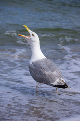 Schreiende Silbermöwe (Larus argentatus) am Strand