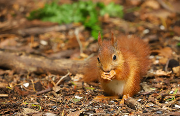 Naklejka na ściany i meble A beautiful cute baby Red Squirrel (Sciurus vulgaris). Taken on the Island of Anglesey, North Wales, UK in late spring
