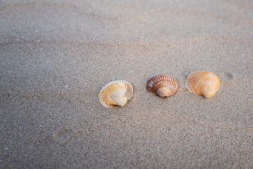 Fototapeta na wymiar sea shells on the sand
