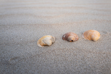 shells on the beach