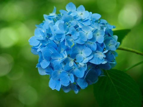 史上一番安い 西洋紫陽花 Images – Browse 373 Stock Photos, Vectors, and 絵画