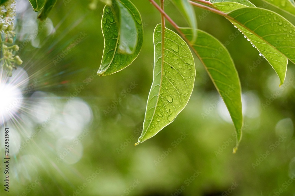 Wall mural green tree leaves and branches in the nature in summer, green background