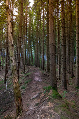 Waldpfad Wald Hintergrund Nadelbäume