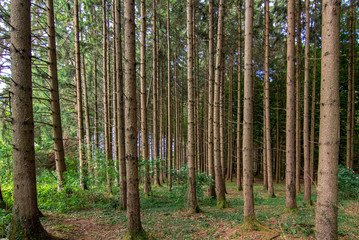Obraz premium Wald Hintergrund Nadelbäume