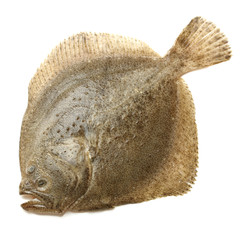 Fototapeta premium Psetta maxima (Turbot Fish) on white background