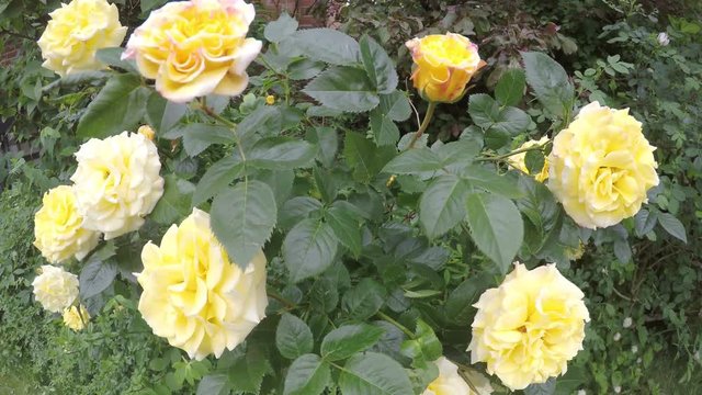Gelbe Zuchtrosen in der Bl&uuml;te wehen im Wind