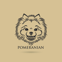 Pomeranian dog face - isolated vector illustration - Vector - Vector