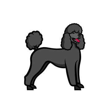 Poodle dog - isolated vector illustration - Vector