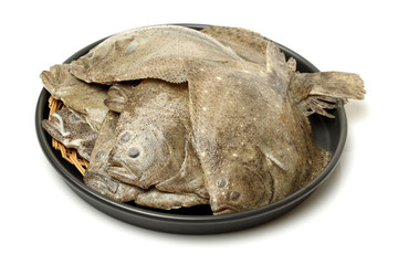 Psetta maxima (Turbot Fish) on white background