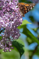 Swedish butterfly looking for nectar on an acid. Colorful day butterflies one can see in gardens or at a flower in the summer. There are about 120 species in Sweden.