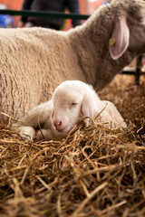 A beautiful white lamb sleeps on the straw by the sheep in the stables. © borevina
