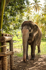 Fototapeta premium Beautiful elephant in the jungle of Sri Lanka