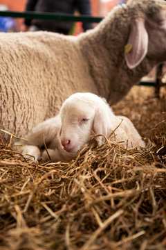 A beautiful white lamb sleeps on the straw by the sheep in the stables.