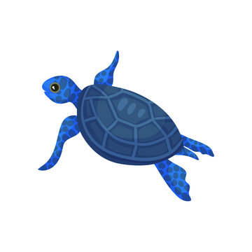 Blue turtle. View from above. Vector illustration on white background.