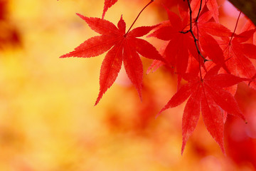秋のイメージ・紅葉