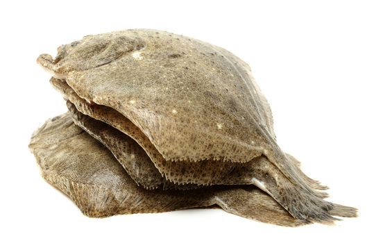 Psetta maxima (Turbot Fish) on white background