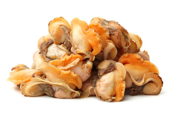 scapharca subcrenata on white background