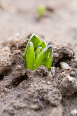 Hyacinth sprout come out from soil in early spring. Spring plant in garden at morning dew. Shallow depth of field image.