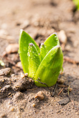 Hyacinth sprout come out from soil in early spring. Spring plant in garden at morning dew. Shallow depth of field image.