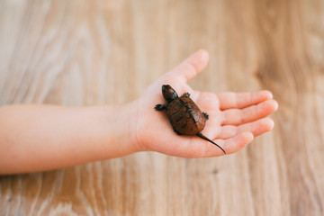 Little boy holding a turtle, hands close-up, animal care concept