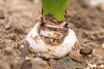 Detail of bulb and leaves of hyacinth in garden. Close-up. Macro. Soft focus effect.