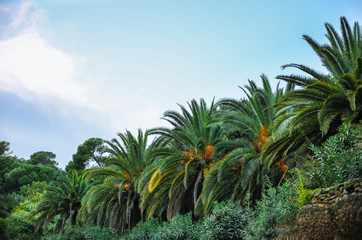 Fototapeta na wymiar Park in Barcelona. Stone walls and palm trees. Huge cacti. Beautiful architecture.