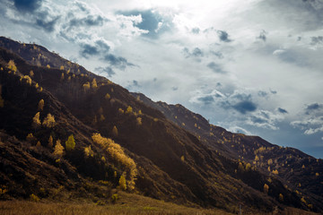 Fototapeta na wymiar Rocky mountain overgrown with yellow trees against the cloudy autumn sky is illuminated by the rays of the setting sun. Majestic fall landscape, close-up.