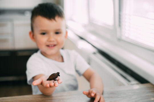 Little boy holding a turtle, the concept of animal welfare