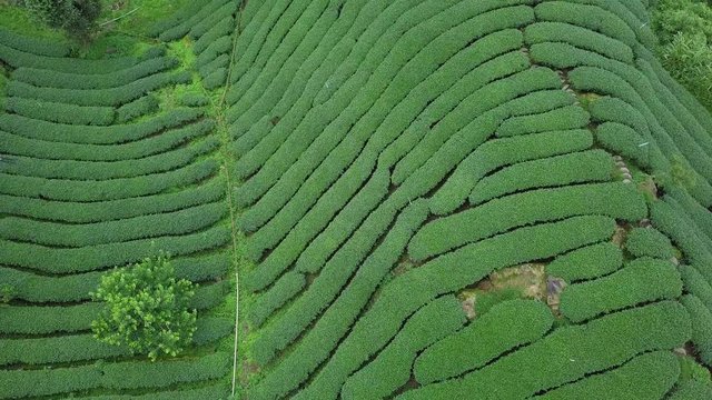 Oolong Tea Plantation in Alishan Area, Taiwan. Aerial View