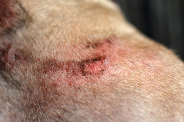Bloody wound caused by scratching on animal skin of short haired Bulldog with severe allergies