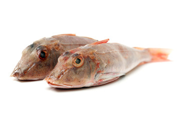 Red Gurnard Fish (Chelidonichthys cuculus) on White Background