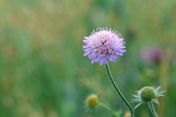 Single light purple round blooming 'Knautia Arvensis' field scabious flower on blurry green...
