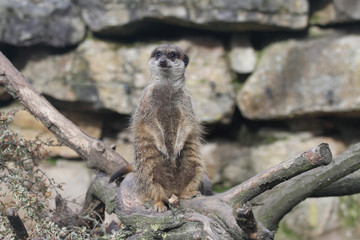 Erdmännchen
