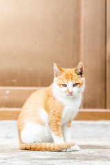 An orange kitten