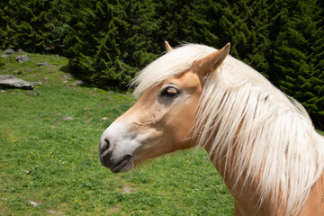 Obraz premium head of a light blown horse