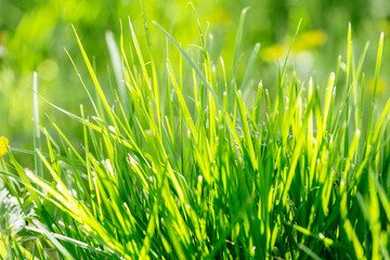 Bright vibrant green grass close-up. natural grass lawn in the garden in early sunny morning. soft delicate light