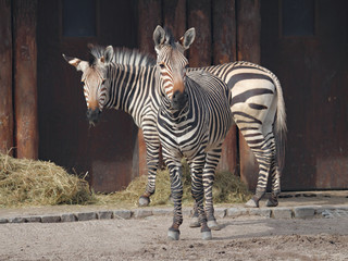 Zebra